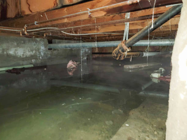 Best Professional water damage repair  in Blue Rapids, KS